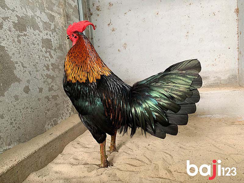 Gà que chân xanh được nhiều người yêu thích