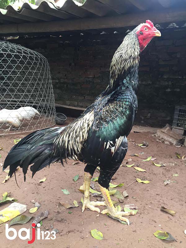 Nhiều người chưa biết màu mạng gà que như thế nào