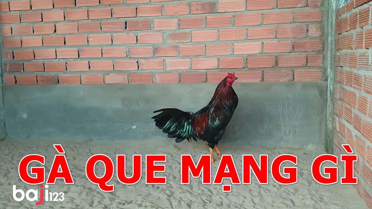 Gà que mạng gì và đá ngày nào?