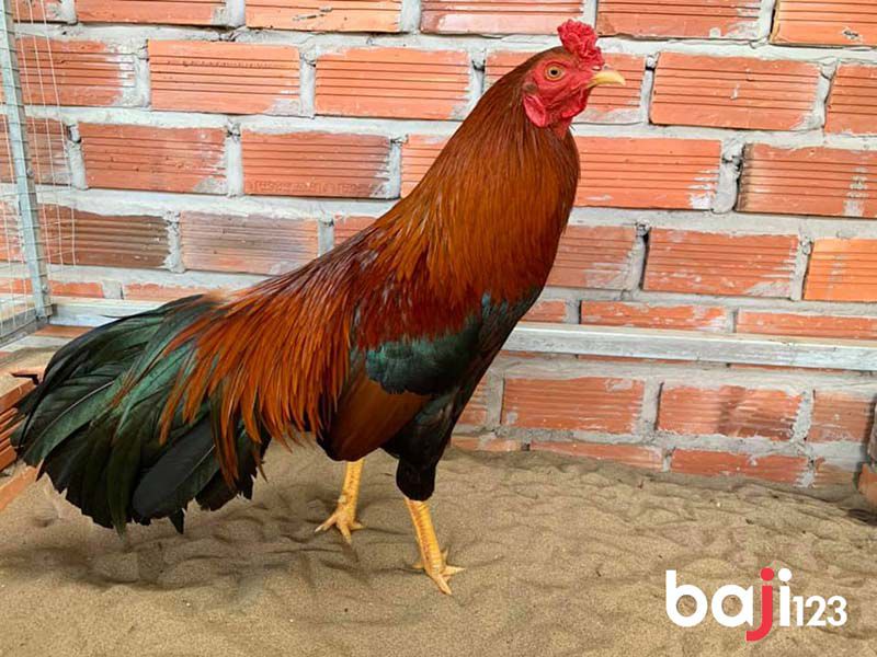 gà que mệnh hỏa