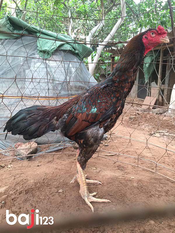 Gà nêu bịp mạng thổ