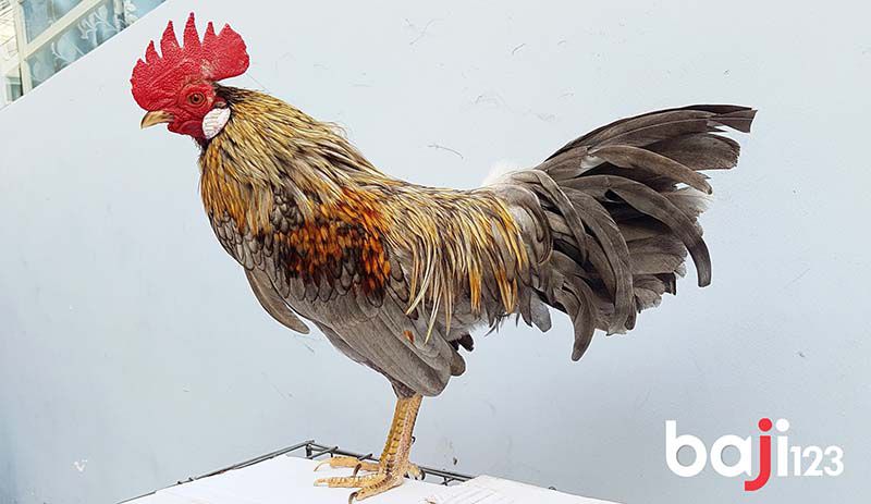 Gà xám chuối có khác màu mạng gà xám hay không?