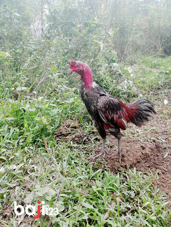 Một chiến kê xám lửa nhìn khá là chiến