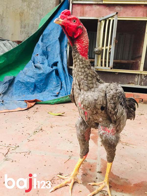 Màu mạng gà xám như thế nào?