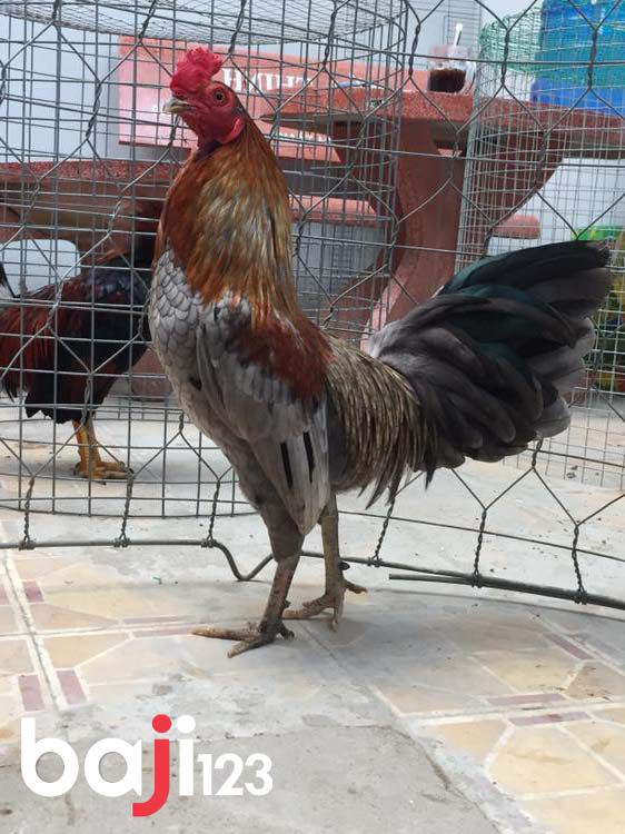 Chọn đúng màu mạng gà xám cho chiến kê