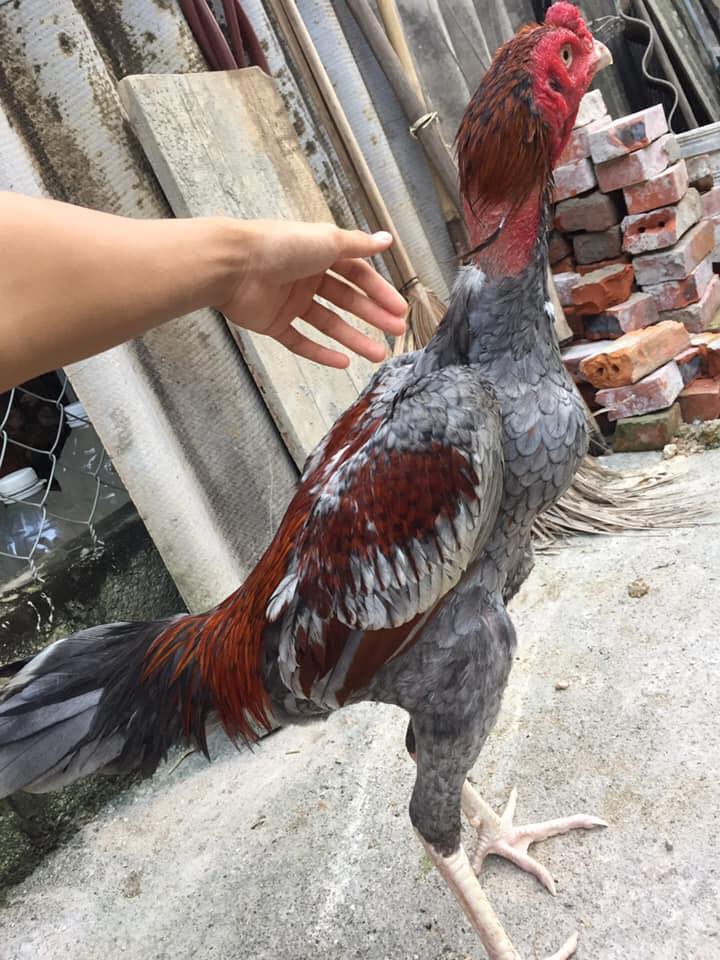 Một chiến kê gà chọi xám son nhìn khá ưng mắt