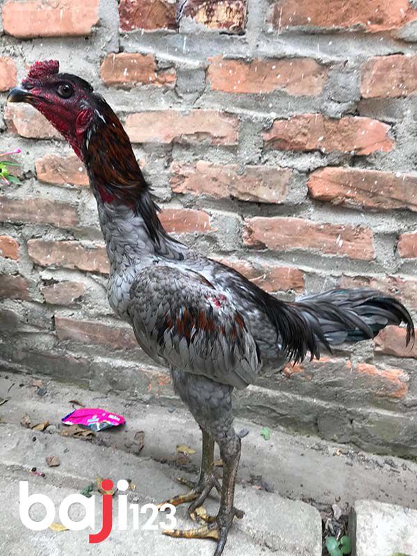 Màu mạng gà xám được nhiều sư kê chú ý và tin tưởng tăng khả năng dành chiến thắng