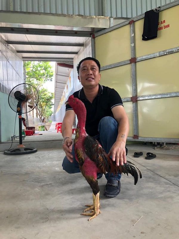 Mua bán gà chọi đúc mái ở đâu?