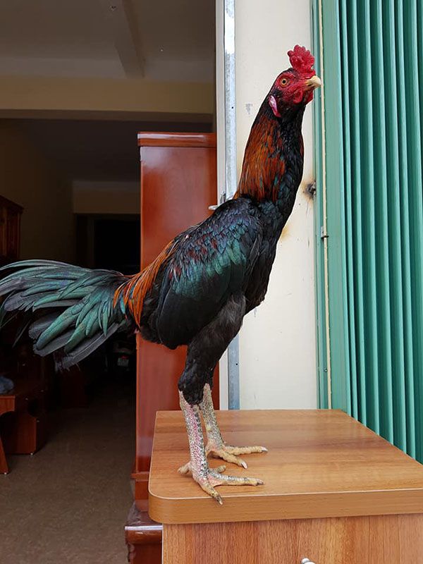 Gà chọi đúc mái giá bao nhiêu?