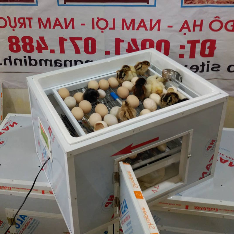 Sử dụng máy ấp ấp nở trứng gà chọi