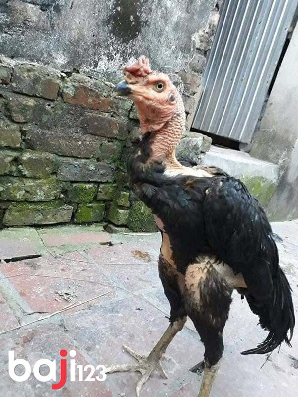 nguyên nhân gà ăn nhiều nhưng vẫn gầy