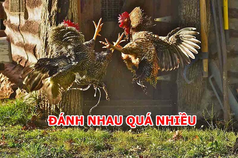 Gà ăn nhiều nhưng gầy có thể khả năng do đánh nhau quá nhiều
