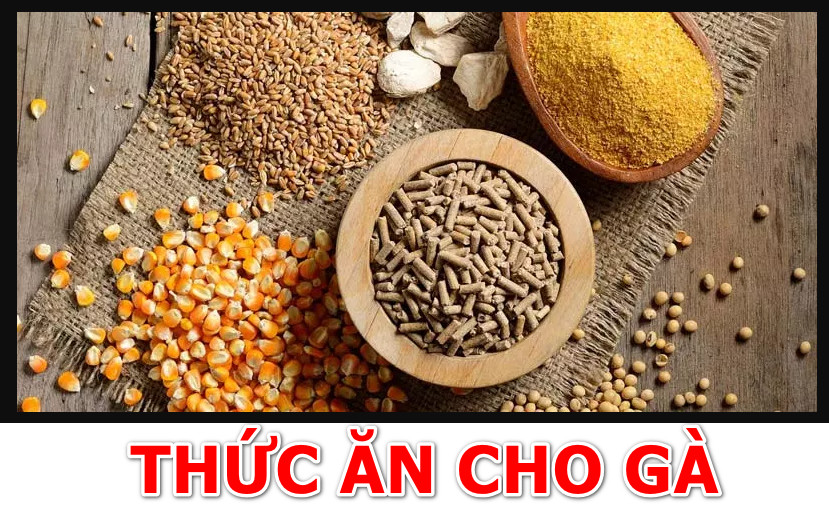 Các loại thức ăn cho gà phổ biến nhất
