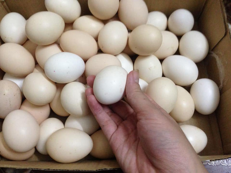 Giá trứng gà chọi trên thị trường là bao nhiêu?