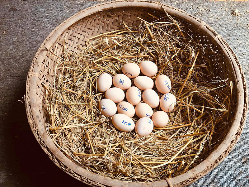 Nên đánh dấu vào trứng gà chọi để tránh bị lẫn lộn trứng khi đẻ, ấp