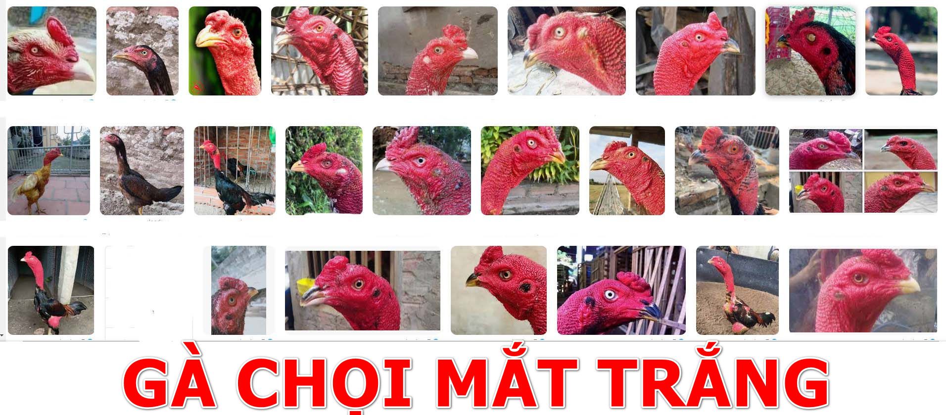 Gà chọi mắt trắng tham khảo