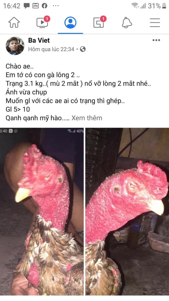 Hỗ trợ chữa gà chọi bị mù mắt