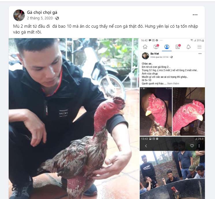 Cách phòng tránh gà đá bị mù mắt