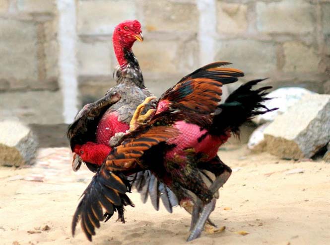 Nguyên nhân gà đá bị mù mắt