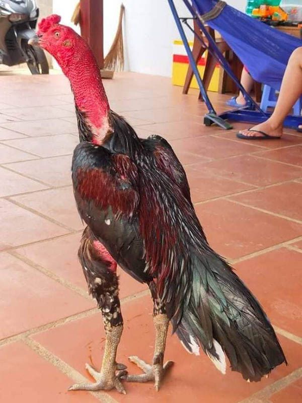 Vì sao cần nhận biết tuổi của gà?