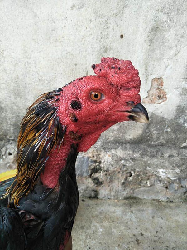 Gà chọi đang thay lông sang mùa lông 2