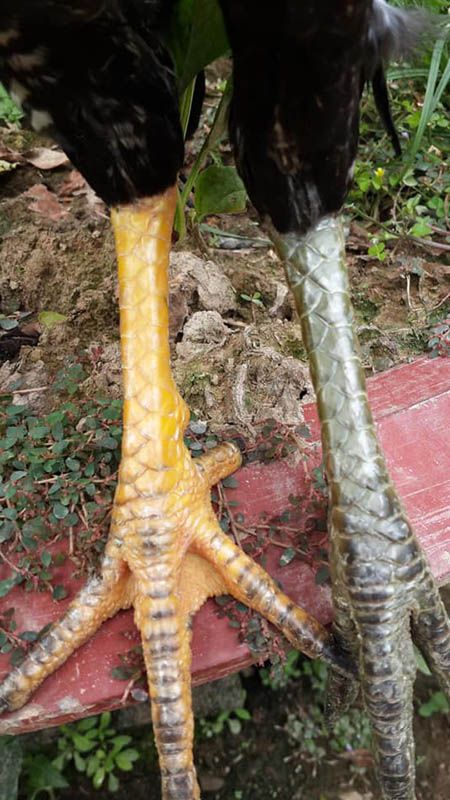 Chiến kê gà chọi sở hữu 2 màu chân khác nhau