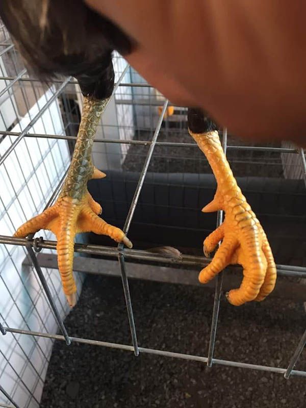 Thư hùng kê gà chọi chân 2 màu