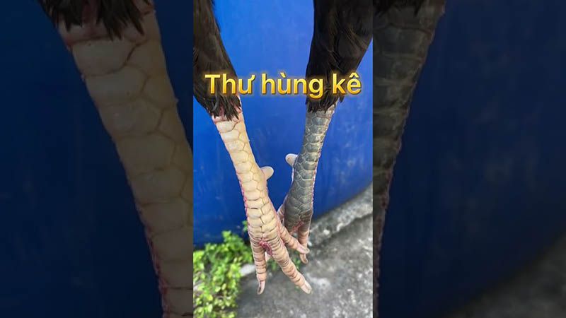 Thư hùng kê có phải gà tài gà linh hay không?