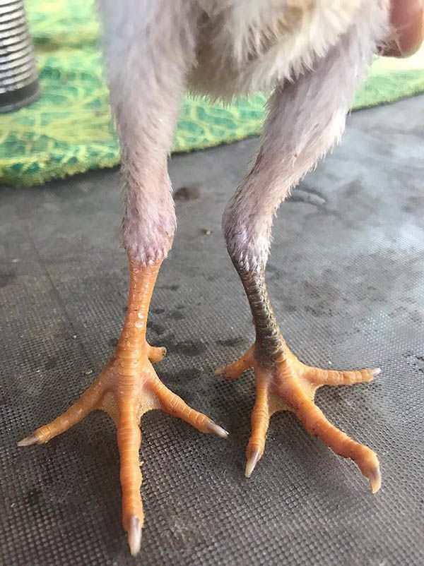 Gà chọi chân 2 màu thư hùng kê