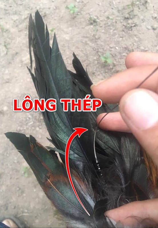 Vì sao gà lông thép nổi tiếng?