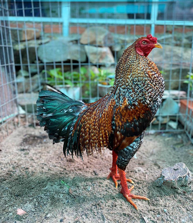 Em cú cườm lắc mặt nhìn là mê