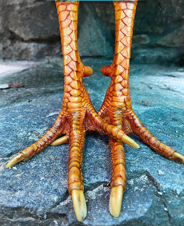 Cặp chân gà chọi sở hữu đặc điểm lắc mặt