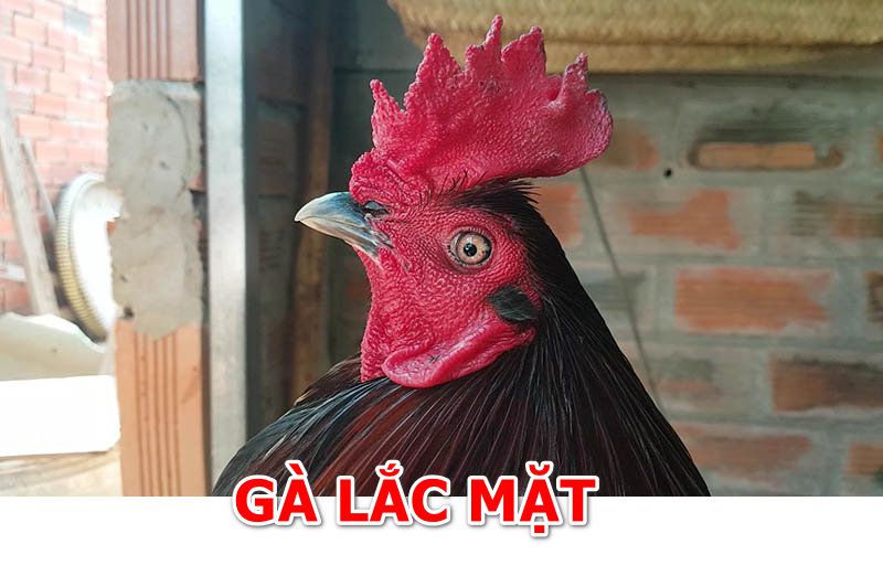 Chiến kê lắc mặt có hay như lời đồn không?