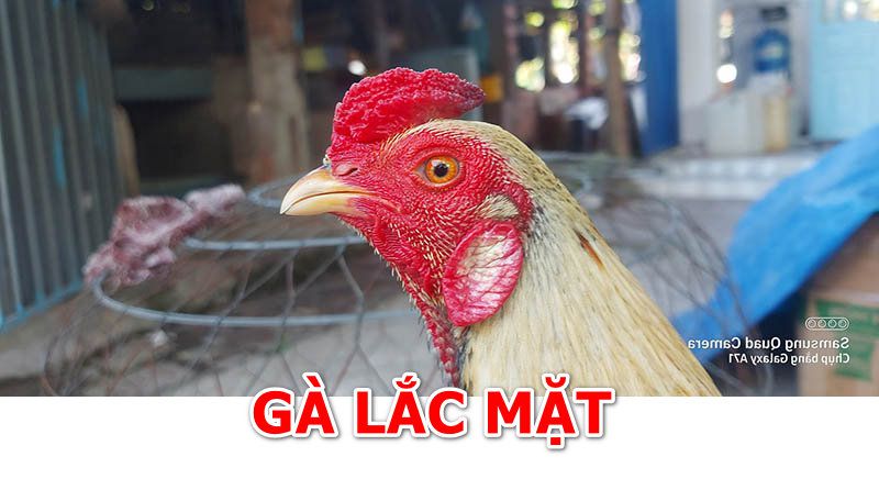 Tìm hiểu gà lắc mặt là gì?