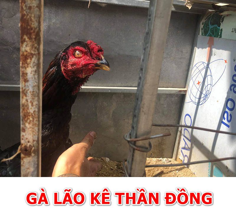 Gà lão kê thần đồng là gì?