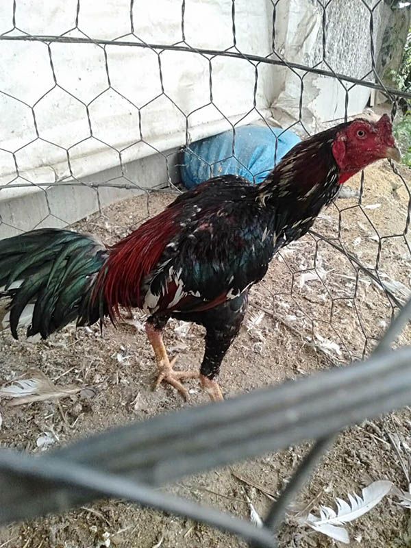 Thận trọng với những chiến kê lão kê