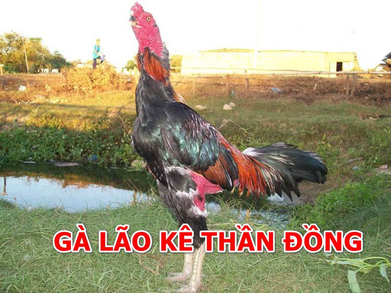 Nhiều anh em sẽ bất ngờ với thần đồng lão kê