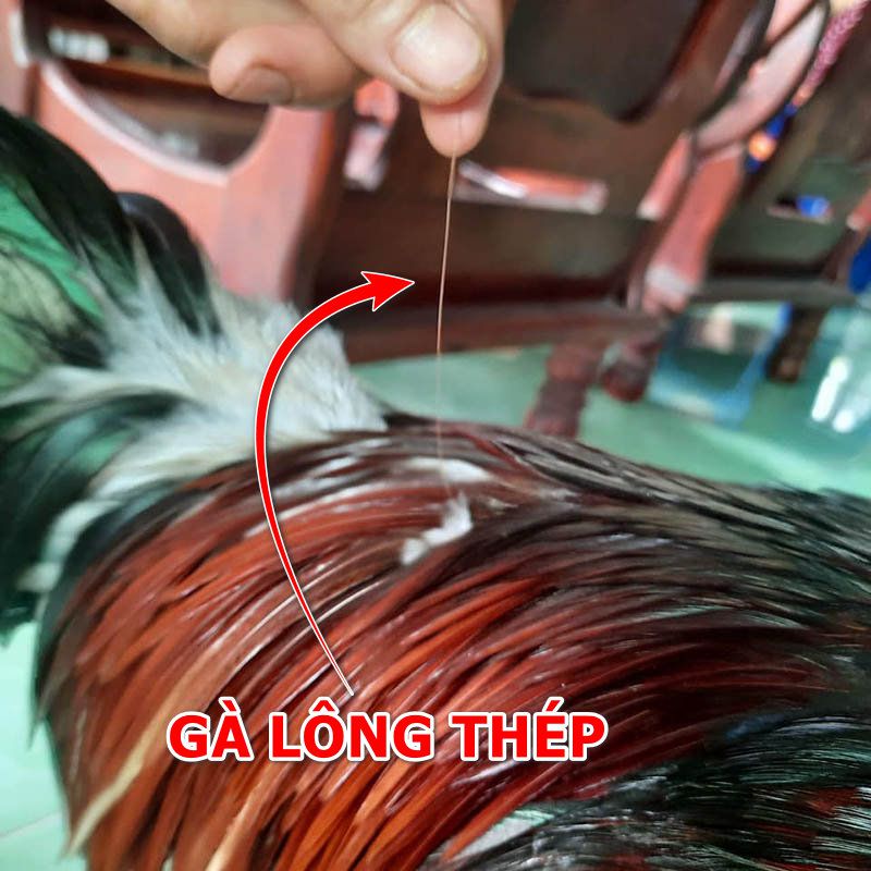 Sợi lông thép gà chọi
