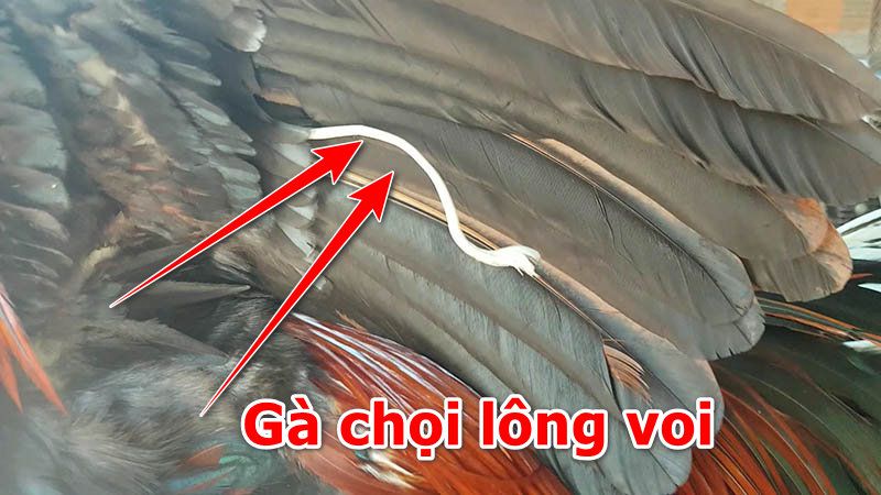 Đặc điểm gà chọi lông voi trong truyền thuyết