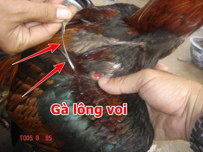 Chiến kê gà chọi lông tượng lông voi