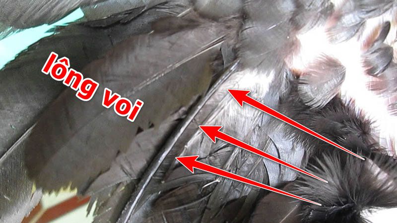 Gà chọi lông voi liệu có hay hay không?