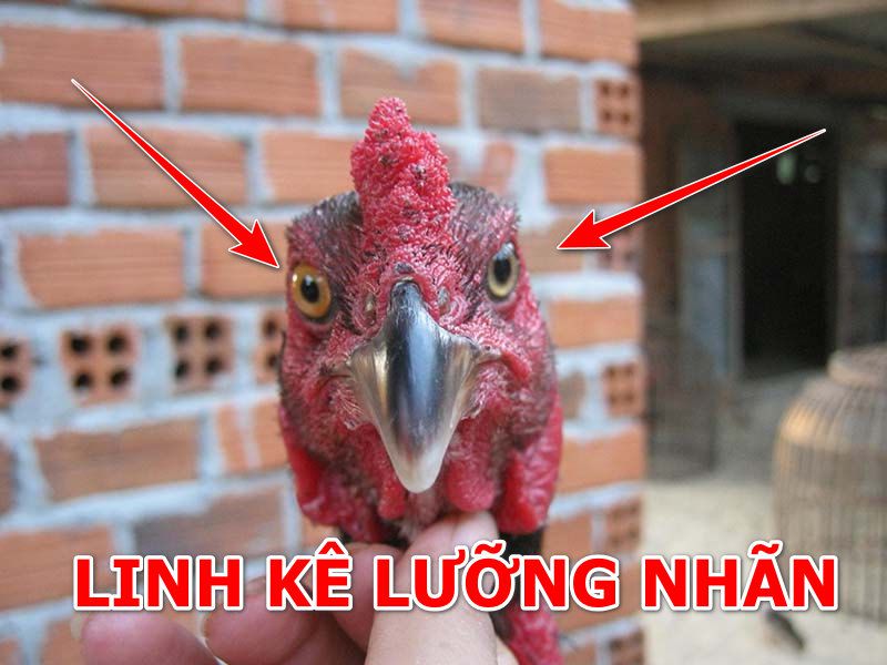 Gà lưỡng nhãn có phải là gà đá hay hay không?