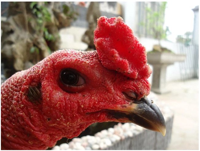 Cận cảnh xám mắt chuột