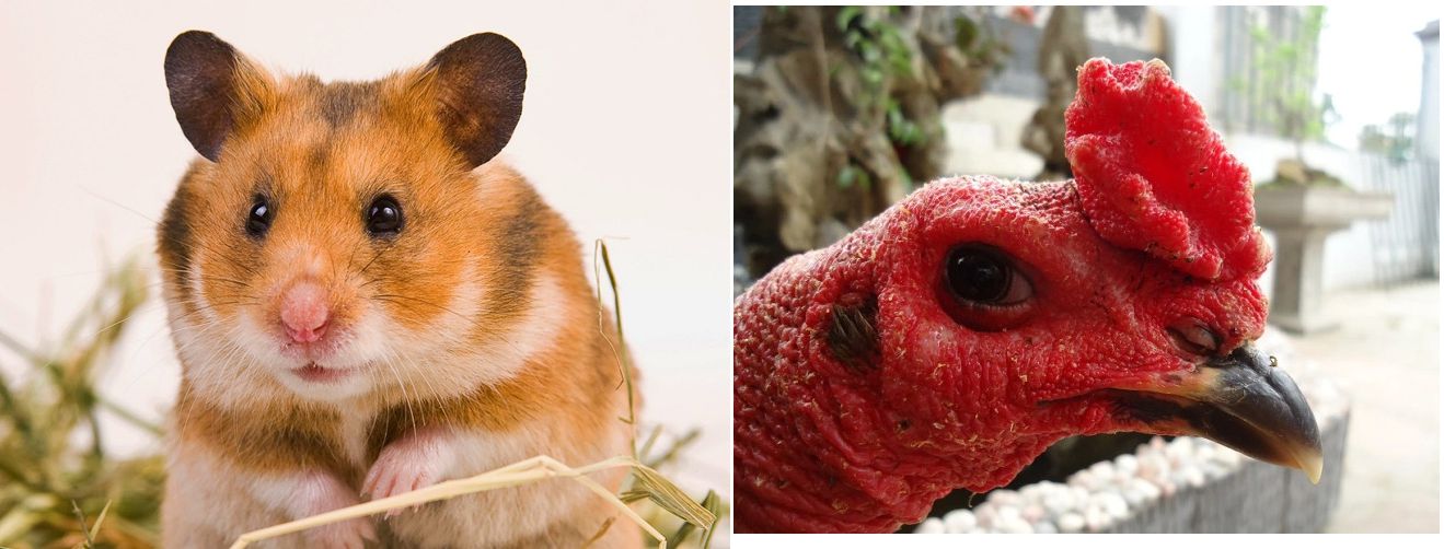 Ví dụ về gà mắt chuột