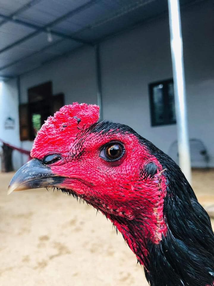 Chiến kê gà mắt chuột