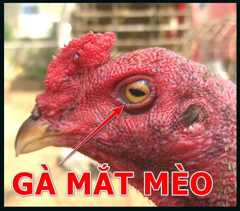 Thế nào là gà mắt mèo?