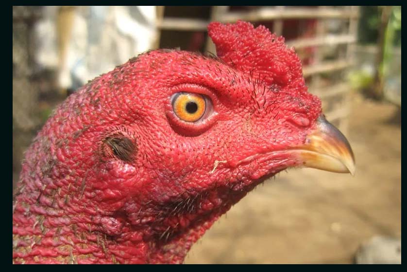 Gà mắt mèo có gì nổi bật?