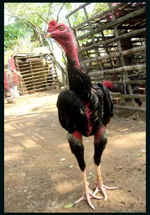 Gà mắt mèo có gì nổi bật?