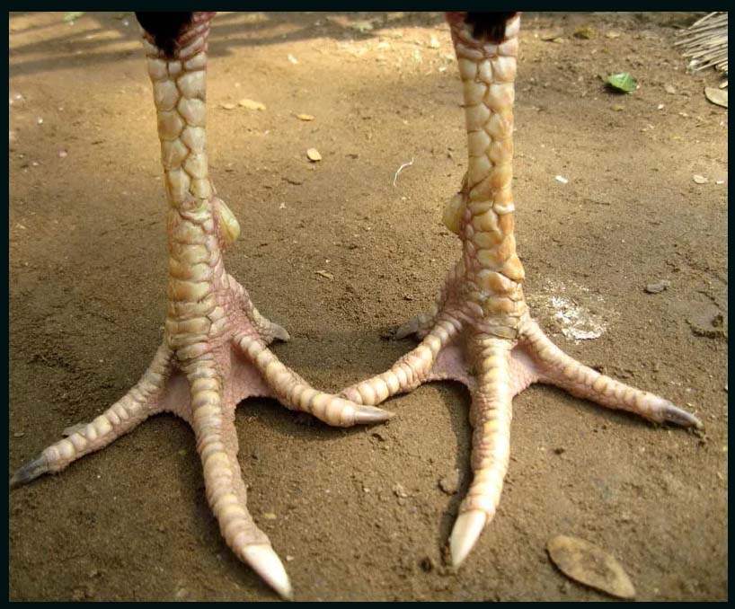 Hệ thống chân vảy của gà mắt mèo nổi tiếng