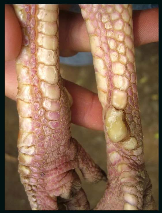 Hệ thống chân vảy của gà mắt mèo nổi tiếng